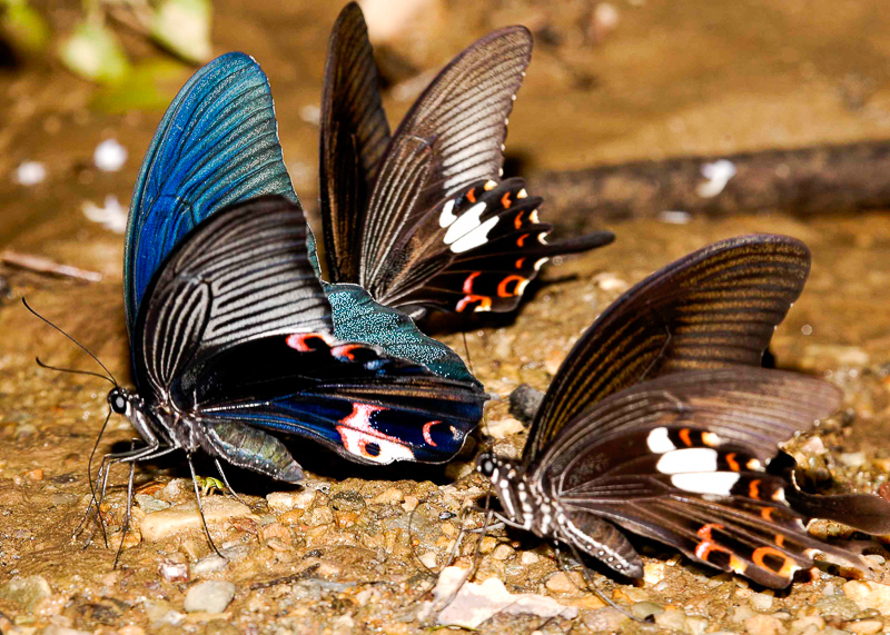 남방 제비 나비