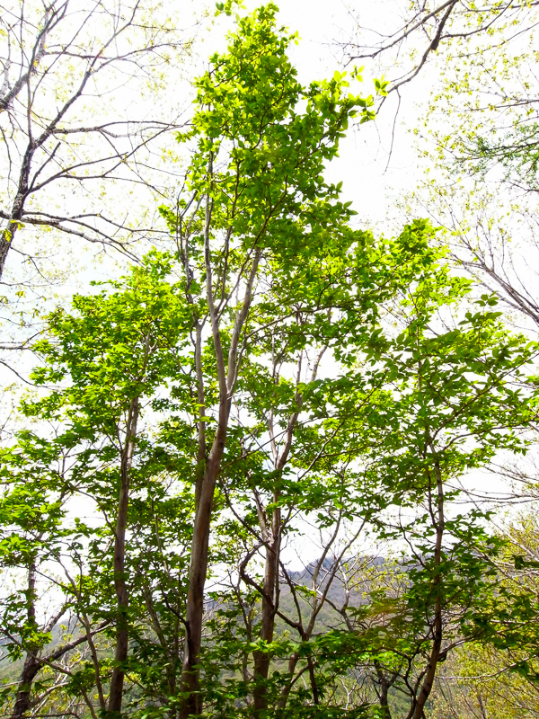 노각나무