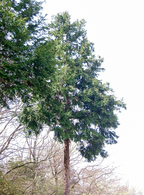 노송나무