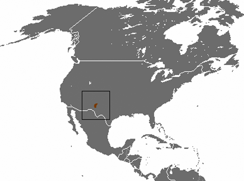 뉴멕시코뒤쥐