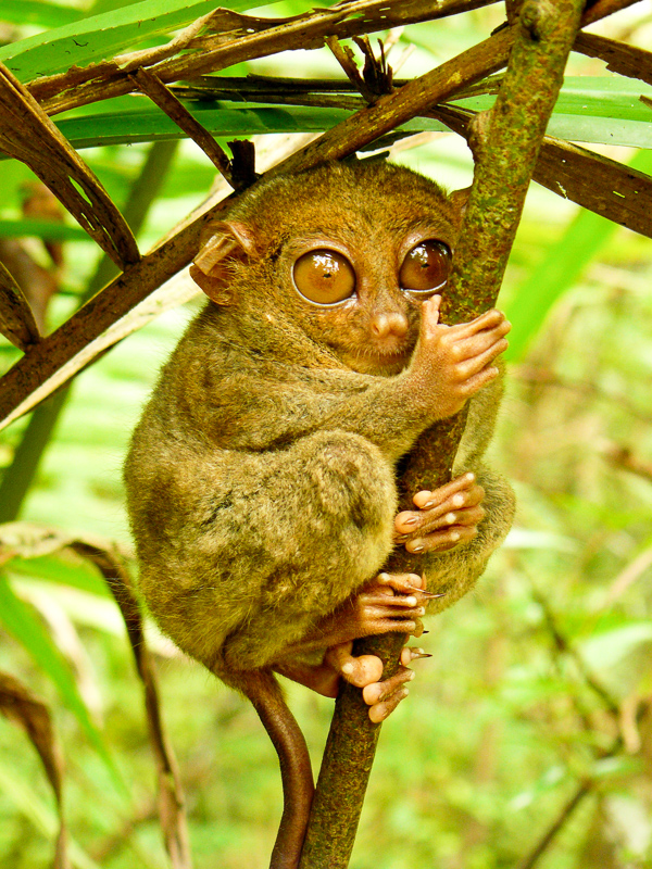 필리핀안경원숭이