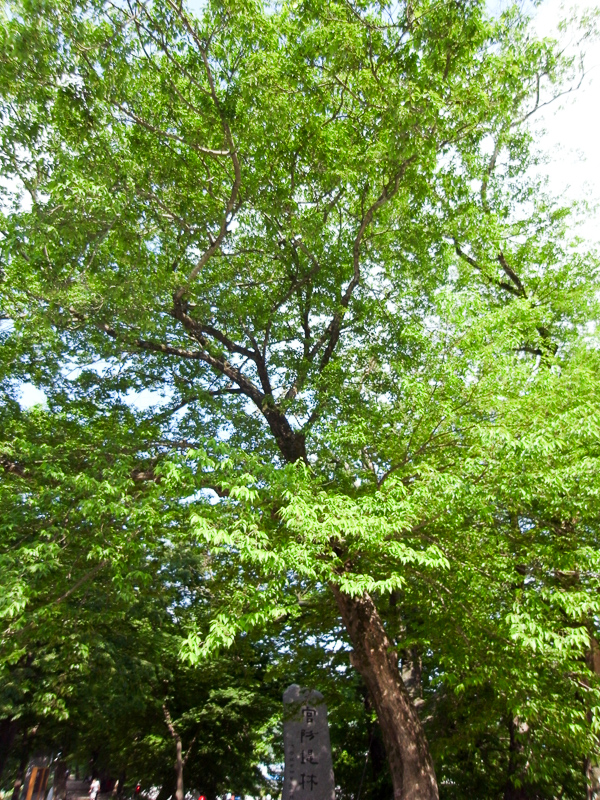 푸조나무