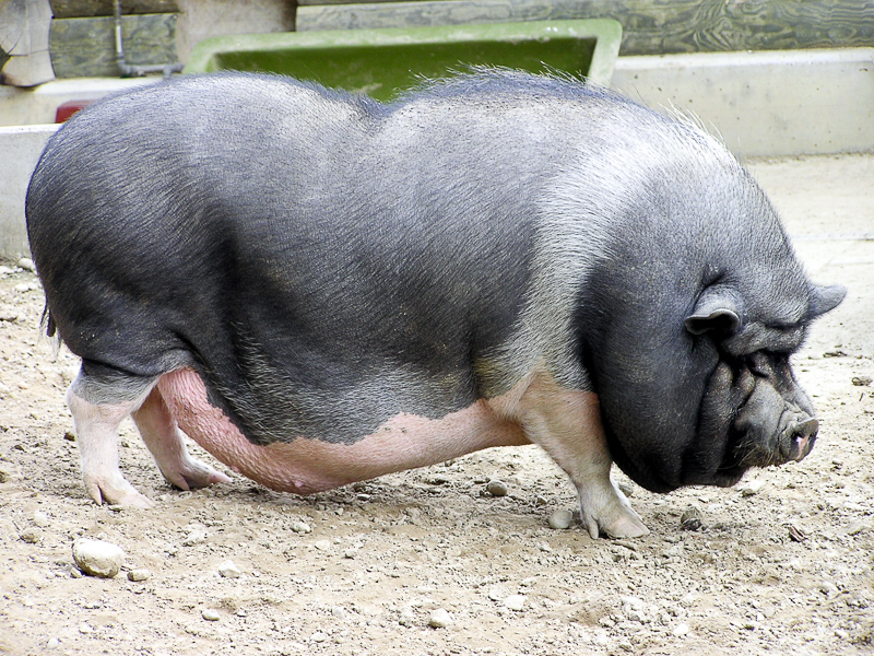 BABI - Definition and synonyms of babi in the Malay dictionary