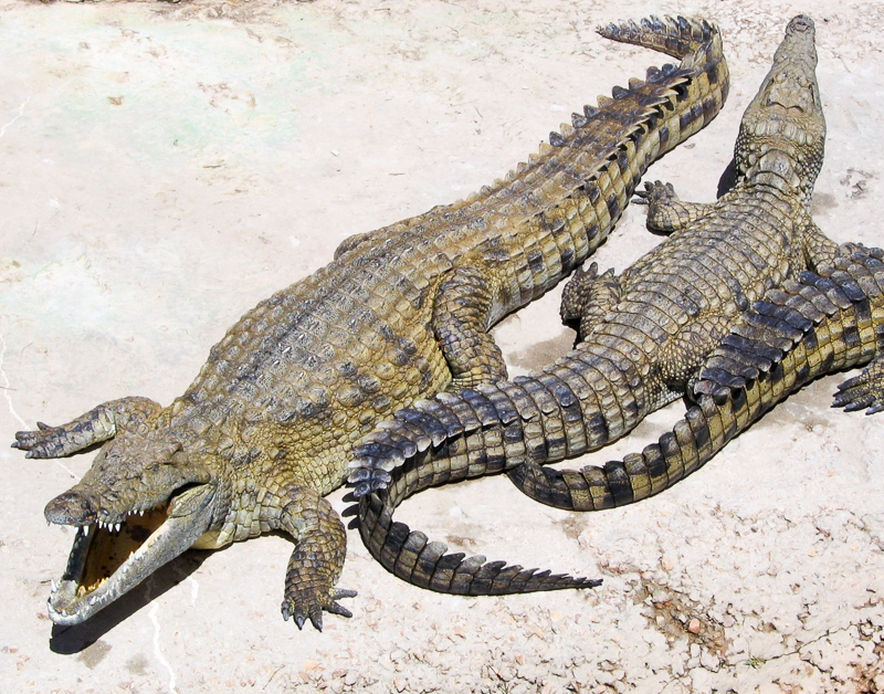 Alligator in malay