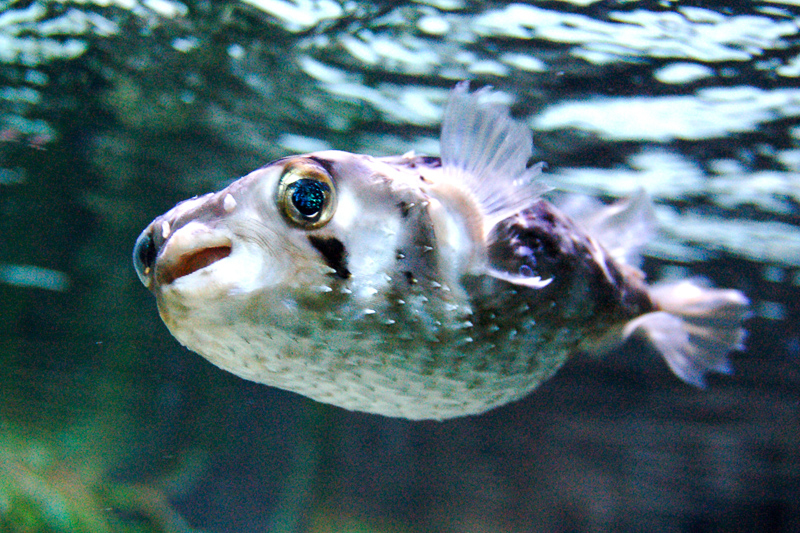 Puffer fish in malay