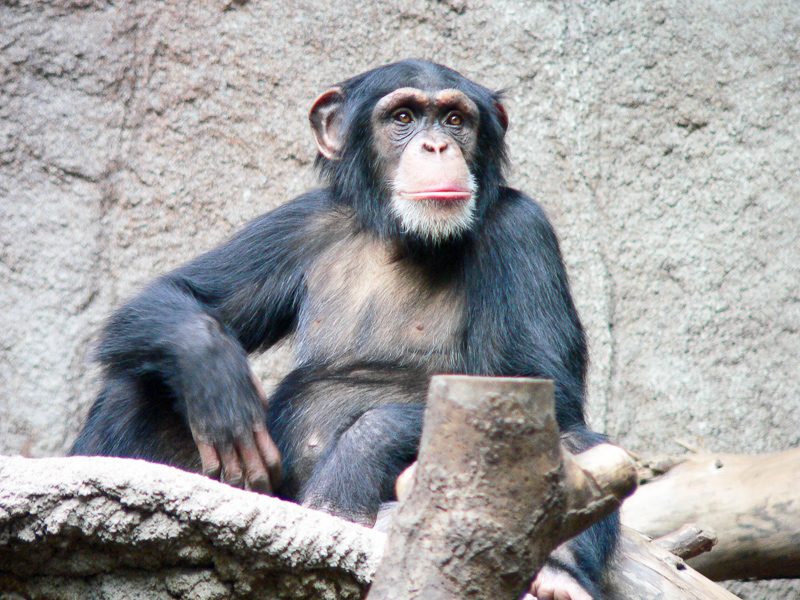 cimpanzi