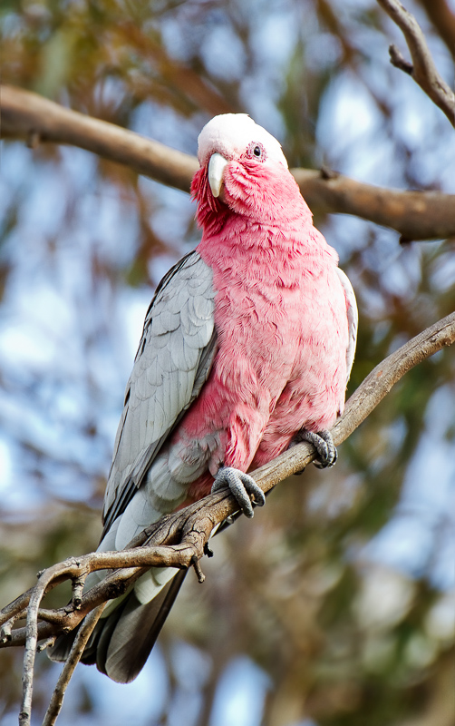 Galah Definition And Synonyms Of Galah In The Malay Dictionary