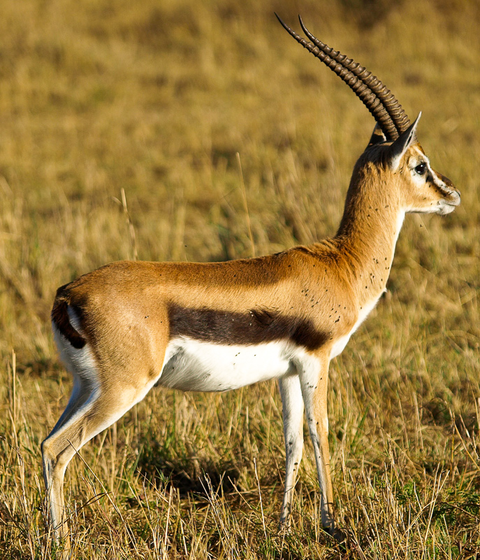 gazel