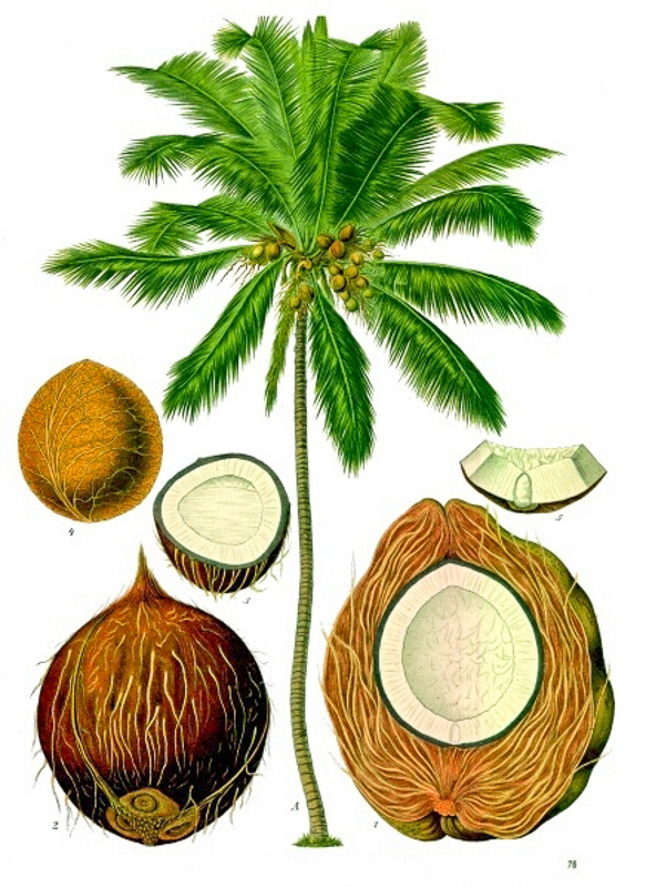 Batang batang panjang pohon kelapa