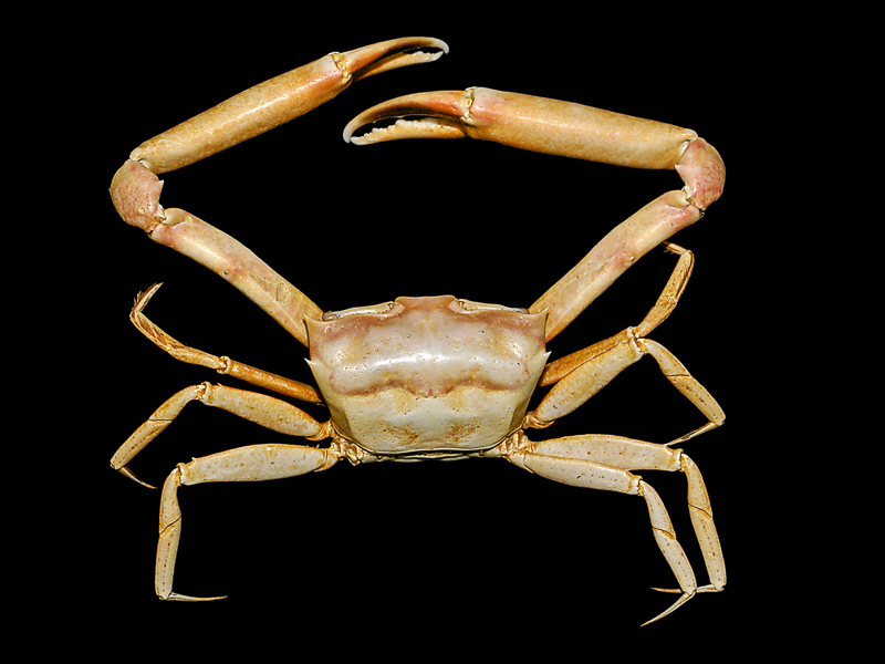 Ketam Definition And Synonyms Of Ketam In The Malay Dictionary