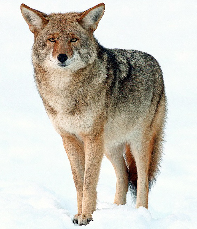 koyote
