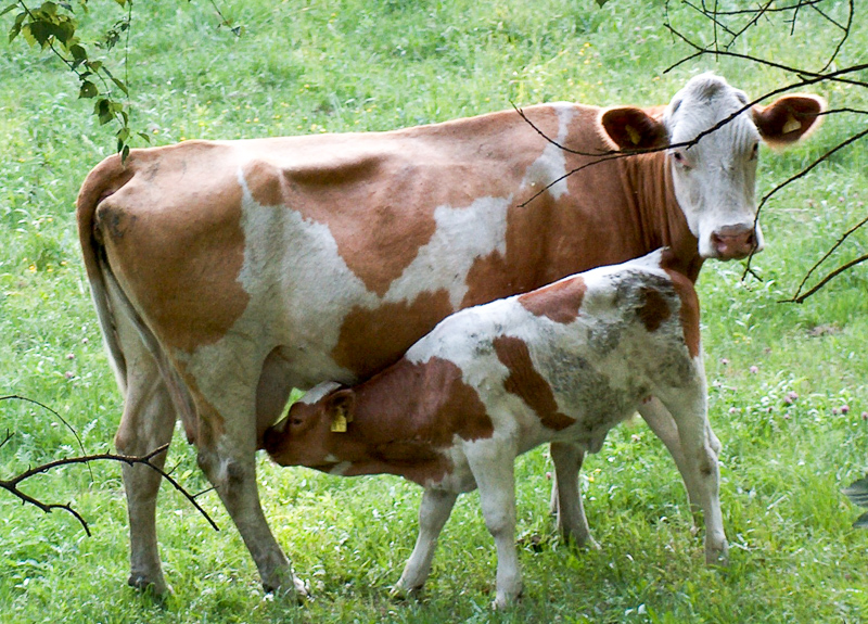 Lembu Definition And Synonyms Of Lembu In The Malay Dictionary