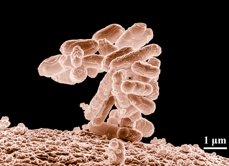 mikroorganisma