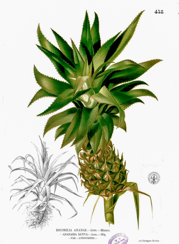 ananasowate