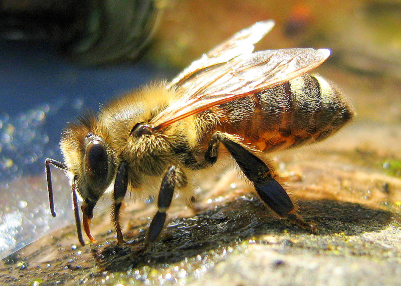 apiologia