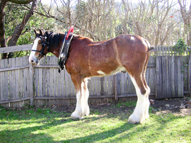 clydesdale