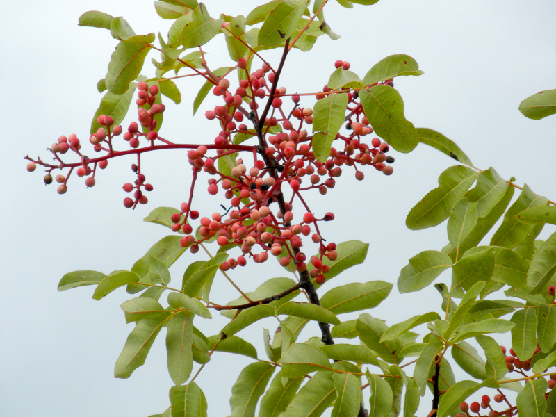 pistacja terpentynowa