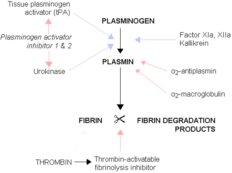 fibrynoliza