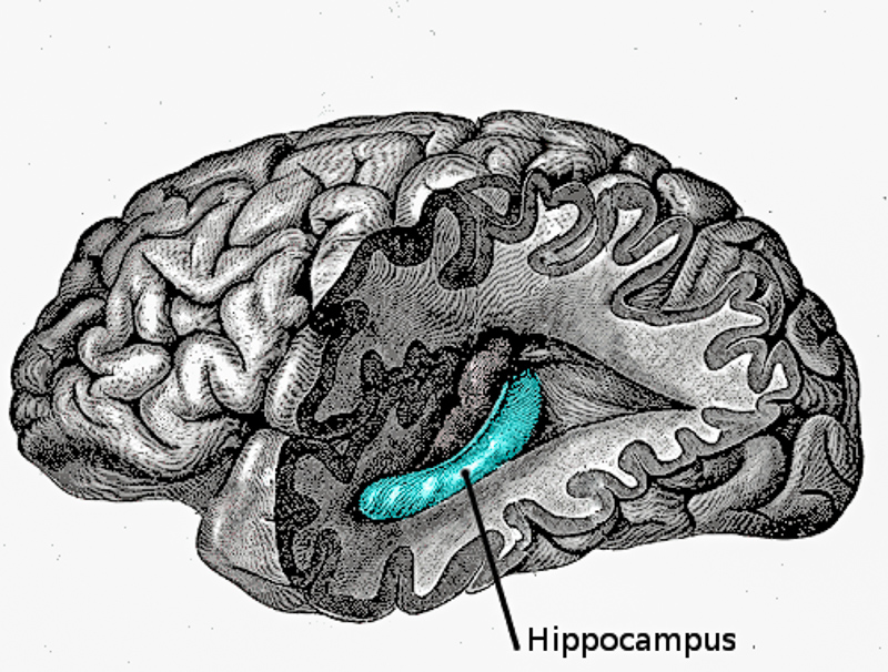 hipokamp