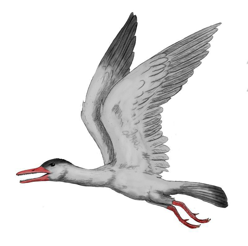 ichtiornis