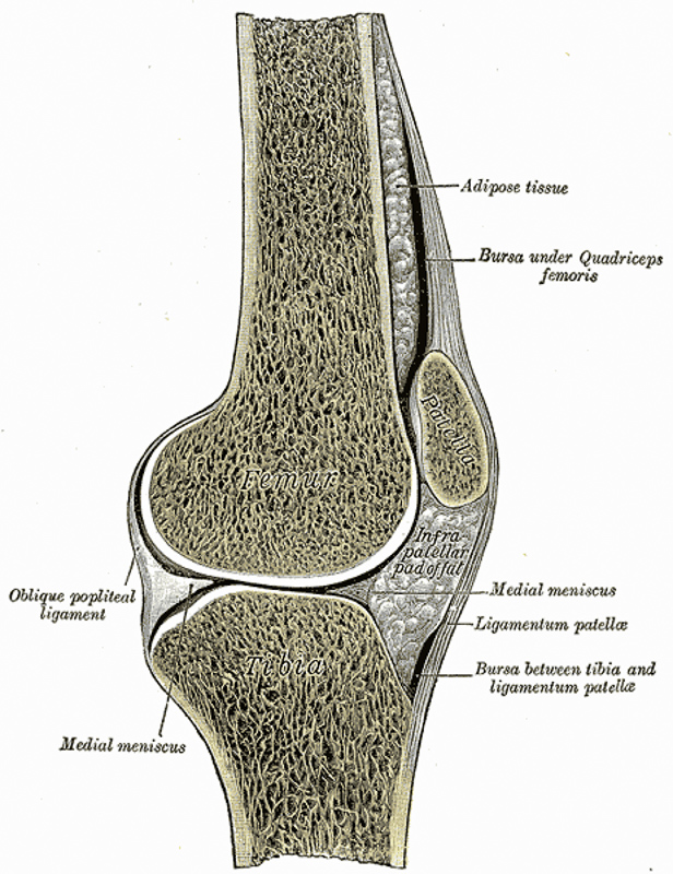 Muschii Gambei - Anatomie