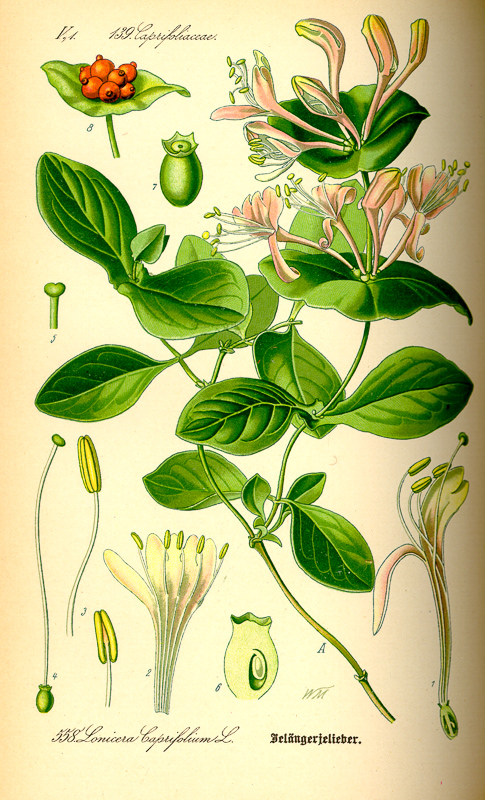 kapryfolium