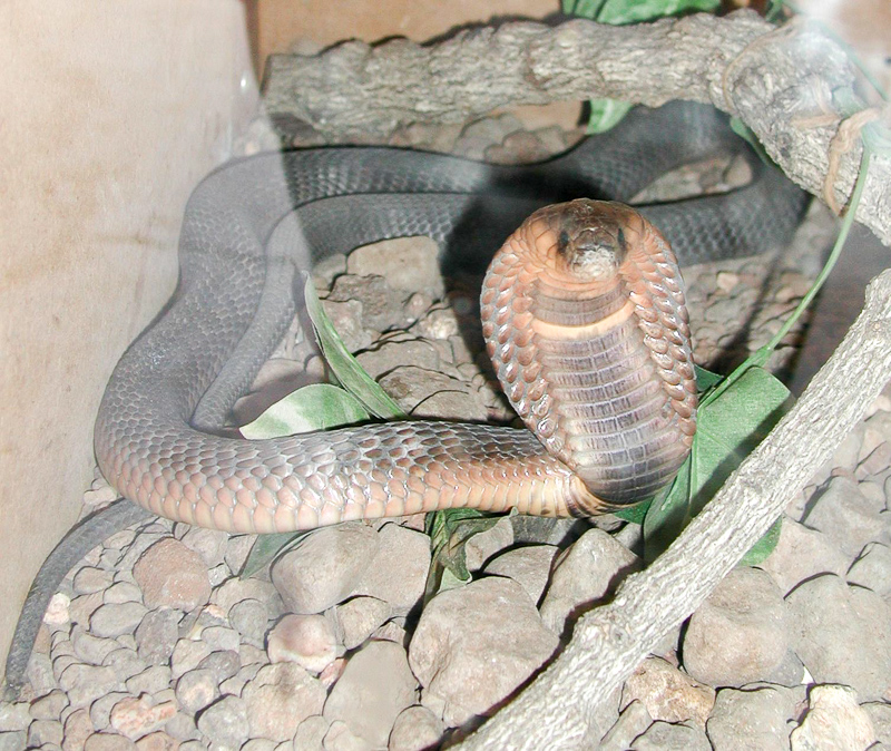 kobra egipska