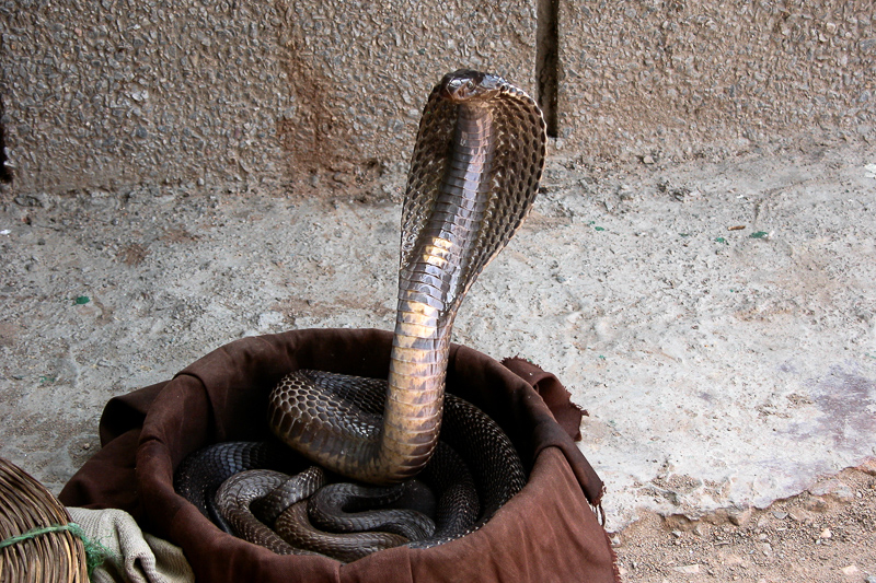 kobra indyjska