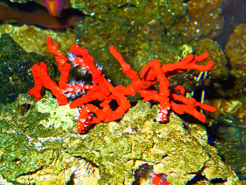 koral czerwony