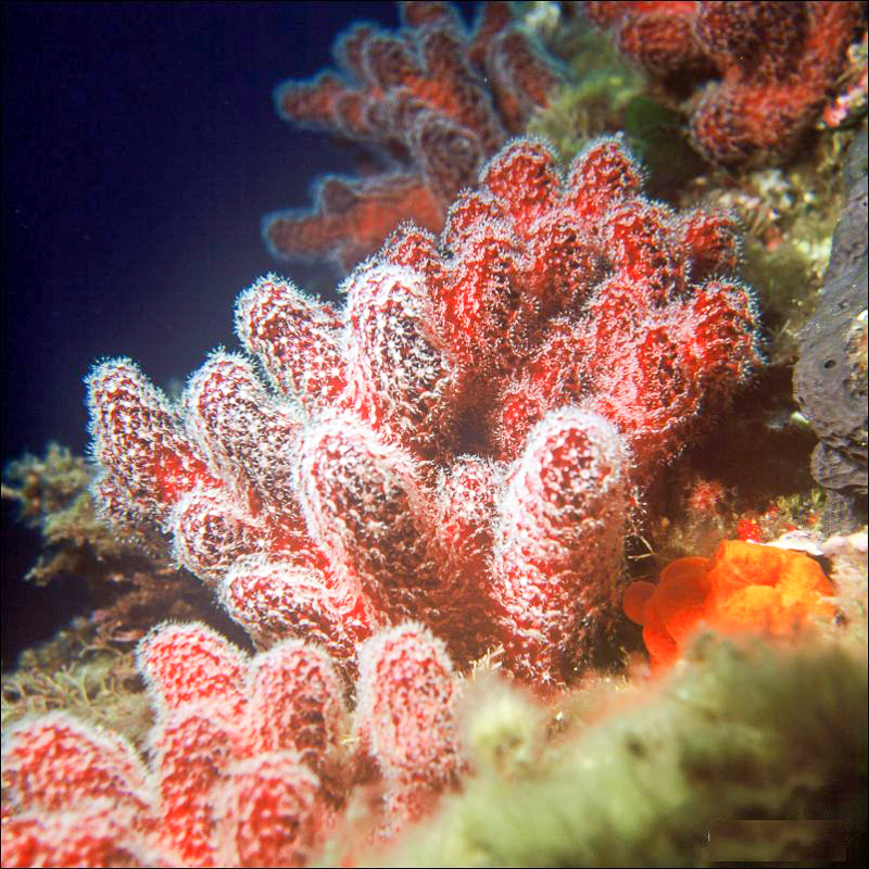 koral korkowiec