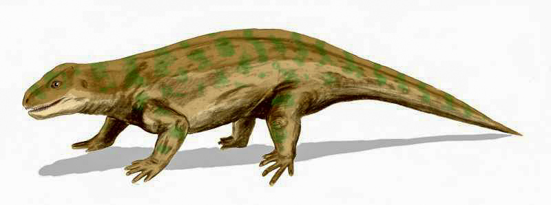 kotylozaur