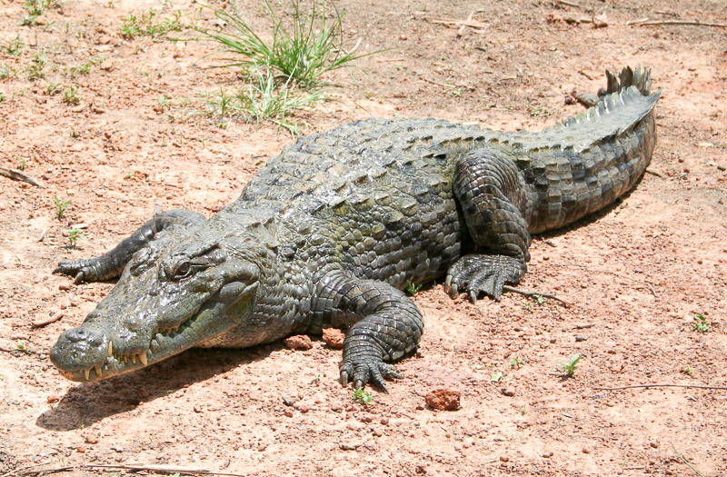 krokodyl nilowy