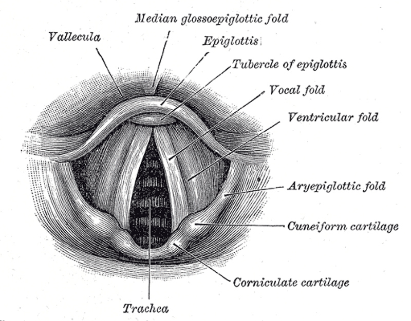 laryngoskopia