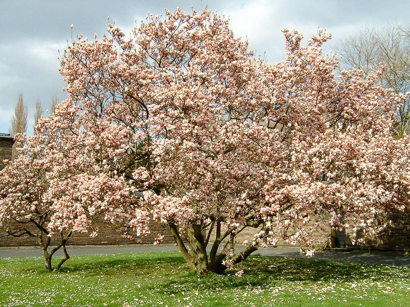 magnoliowate