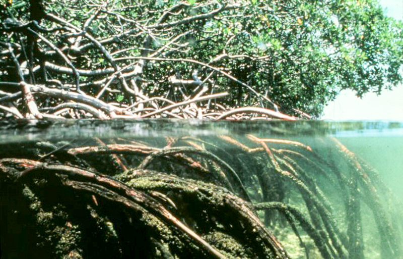 mangrowe