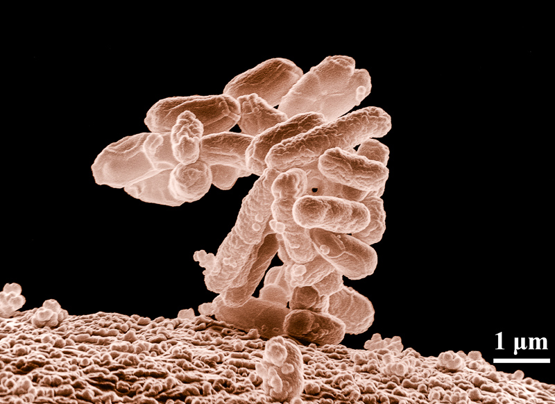 mikroorganizm