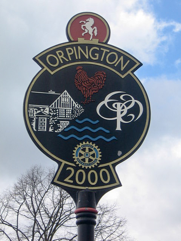 orpington