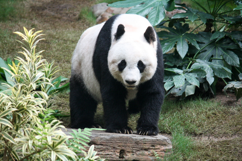 panda wielka