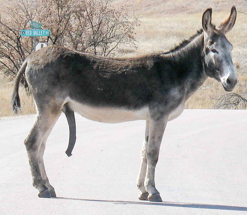 długość donkey penisa