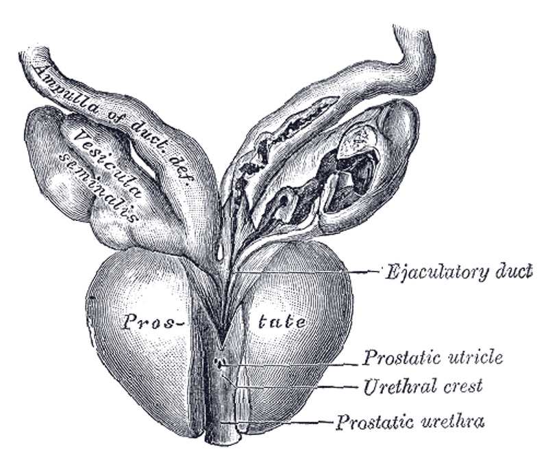 prostata anatomie physiologie)