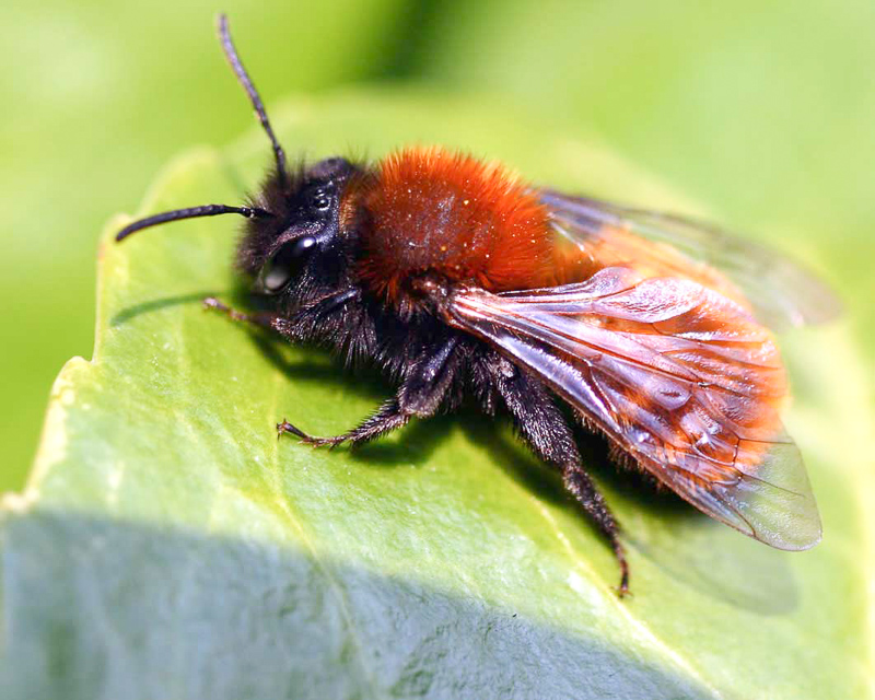 pszczolinka