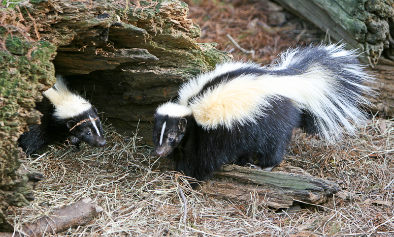 SKUNKS - Definition and synonyms of skunks in the Polish dictionary