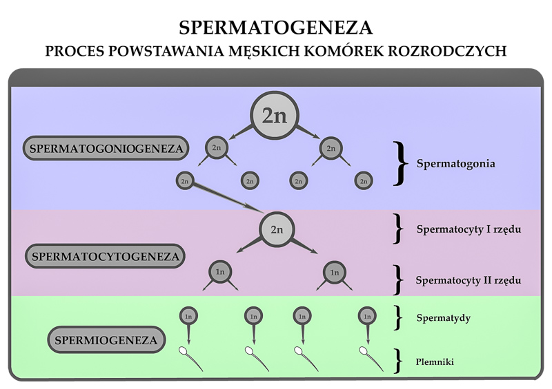 spermatogeneza