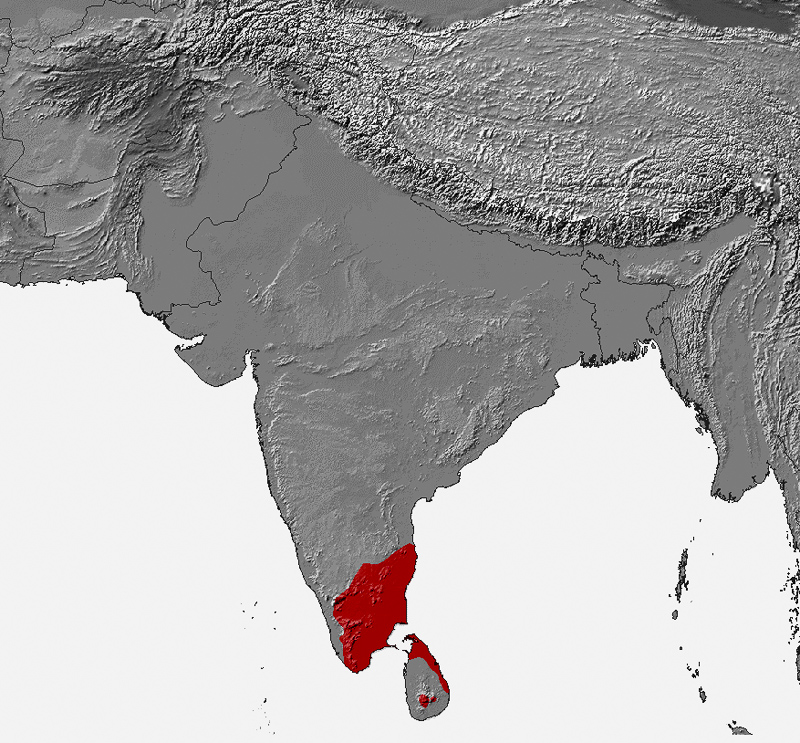 tamilski