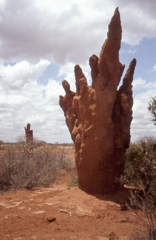 termitiera