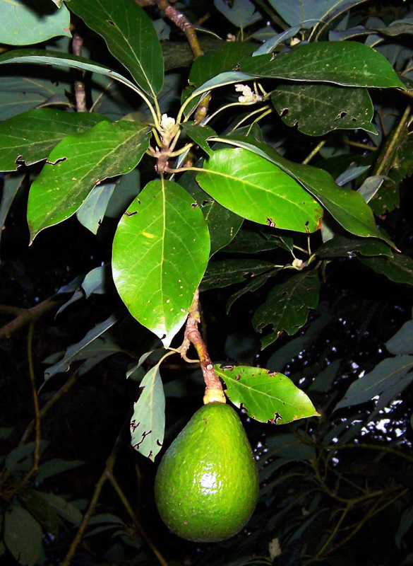 abacado