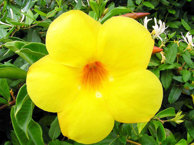 ALAMANDA - Definition and synonyms of alamanda in the Portuguese dictionary