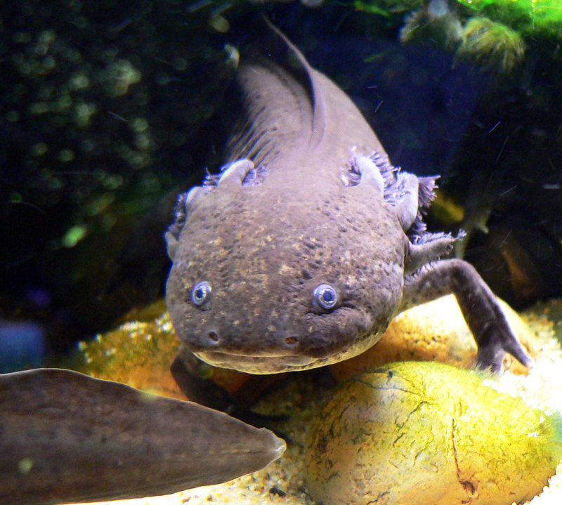 axolotle