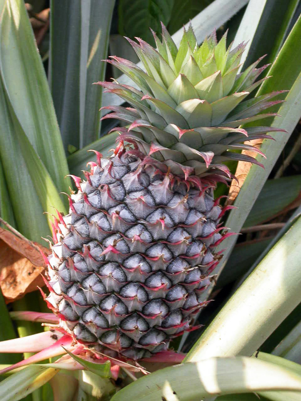 ananás