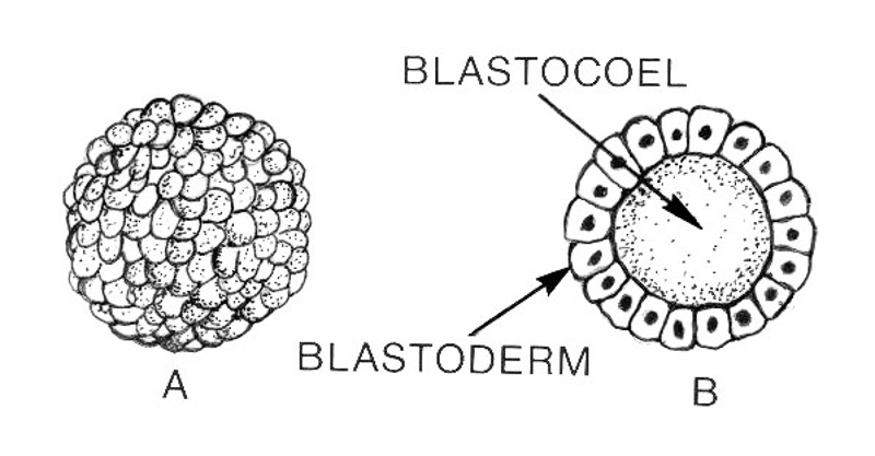 blastocisto
